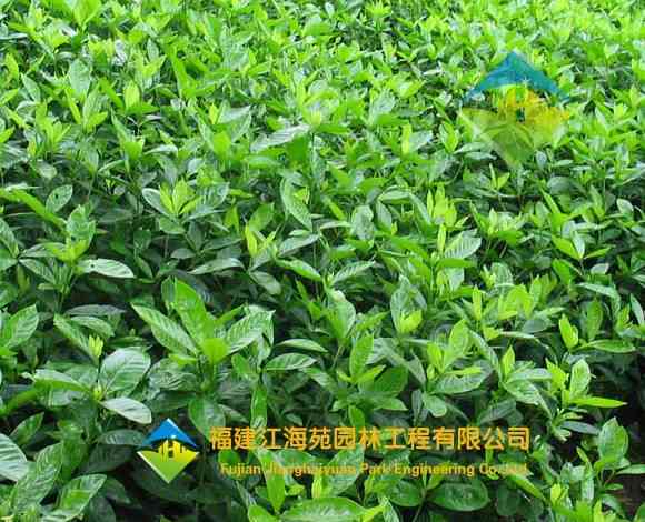 大叶栀子花——江海苑苗木 大叶栀子花——江海苑苗木