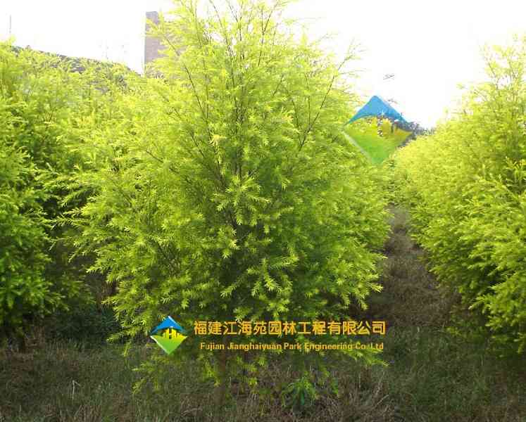 千层金——江海苑苗木 千层金——江海苑苗木
