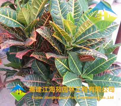 变叶木——江海苑苗木 变叶木——江海苑苗木